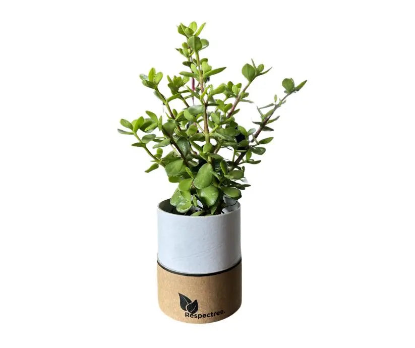 Respectree™ Tree in a Tube Respectree