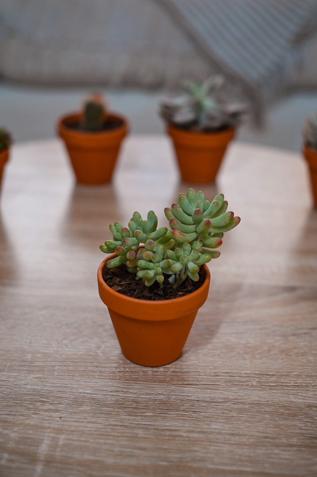 Respectree™ Potted Succulent Respectree