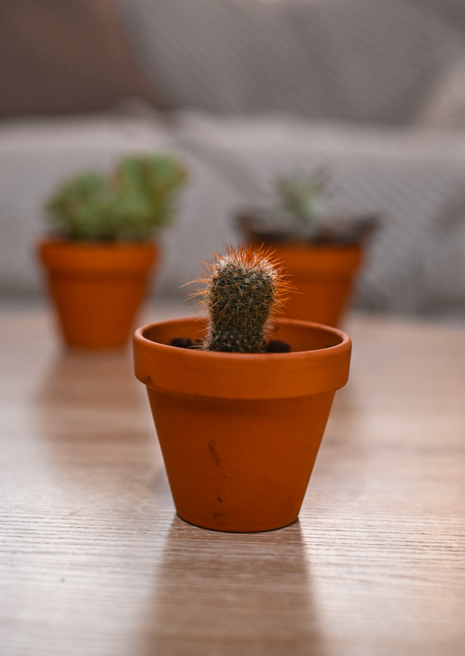 Respectree™ Potted Succulent Respectree