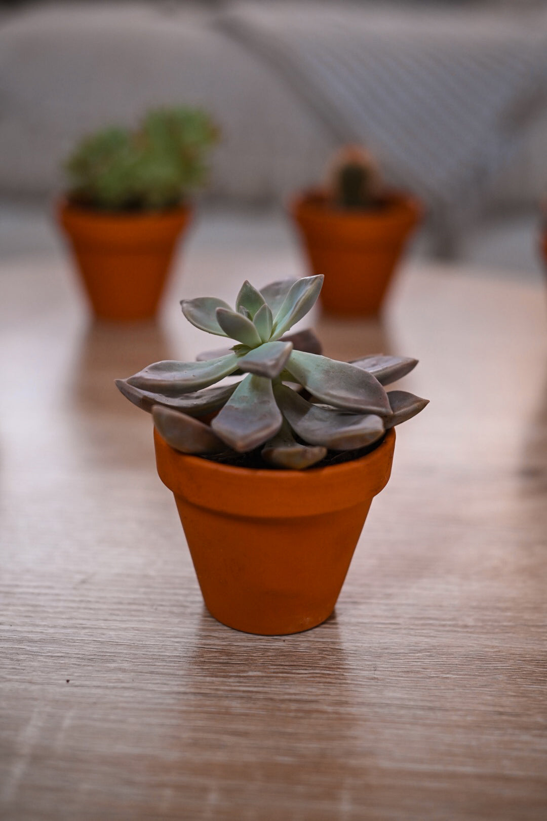 Respectree™ Potted Succulent Respectree