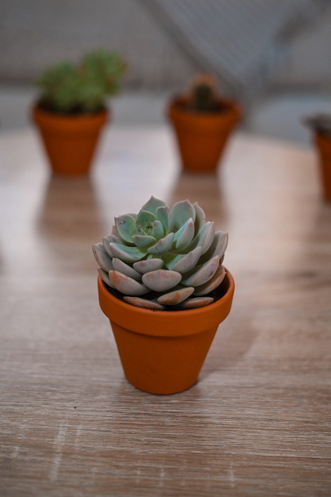 Respectree™ Potted Succulent Respectree