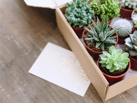 The Succulent Mystery Box Respectree